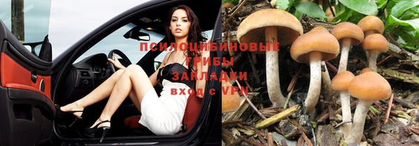 сатива Волоколамск