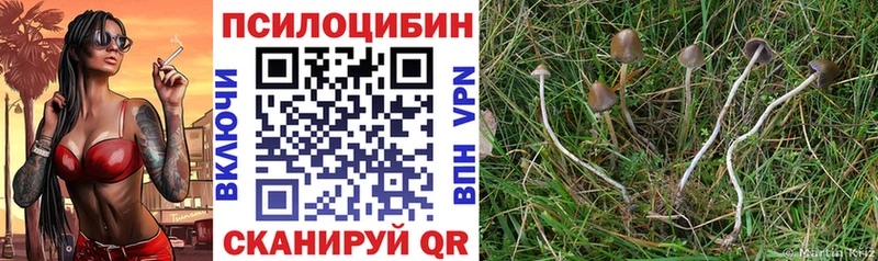 Галлюциногенные грибы Cubensis  Купить  Сорск 